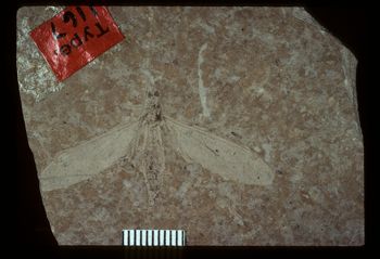 Media type: image;   Entomology PALE-1167 Aspect: full